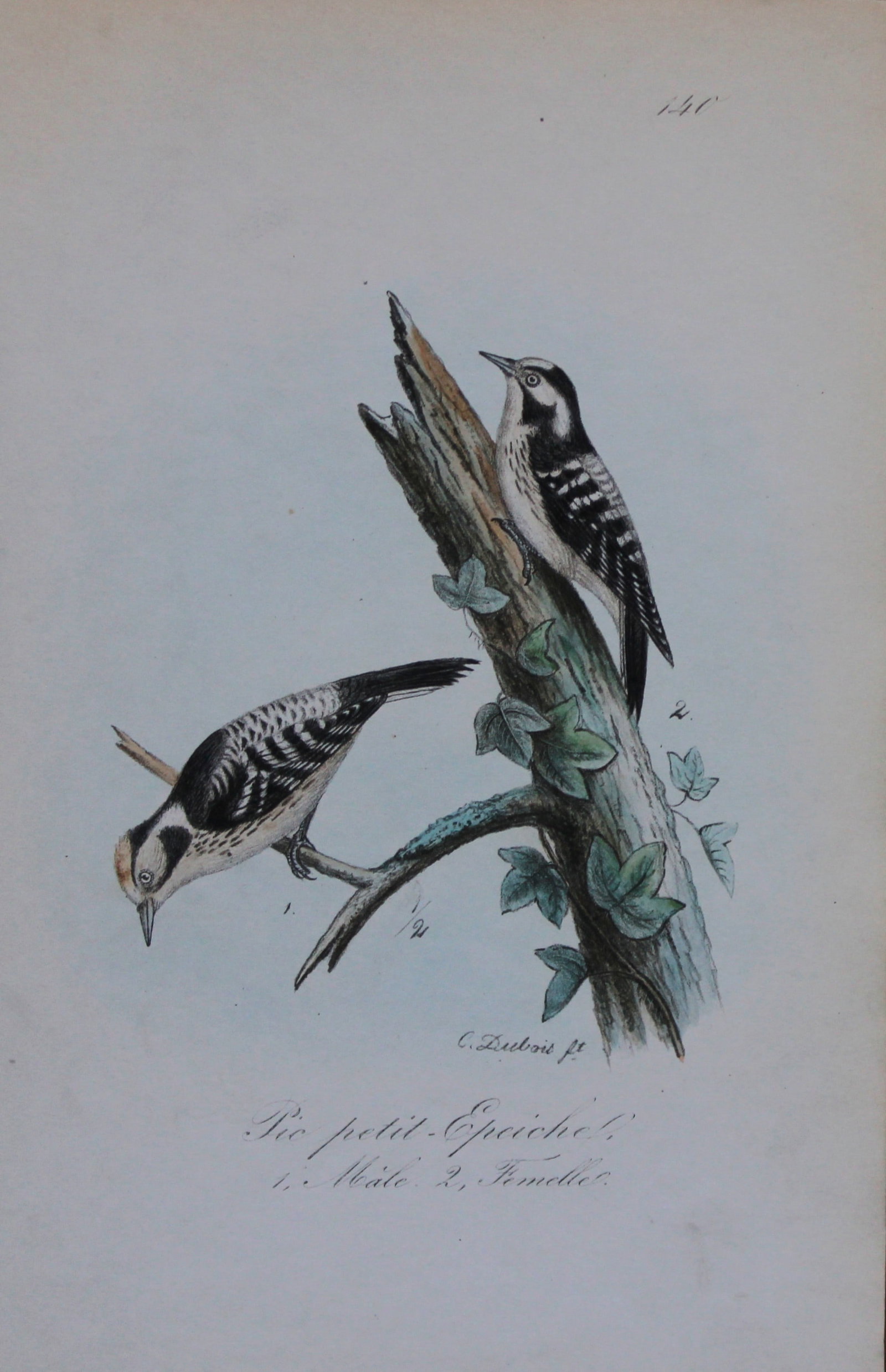 Charles Dubois - Rare lithograph of Little Woodpecker 1854-60: This lithograph is from Les Oiseaux de la Belgique et leurs ?ufs (The birds of Belgium and their eggs) by Charles F Dubois. Published by C Muquardt, Bruxelles 1854-60. Charles Dubois was a Belgian nat