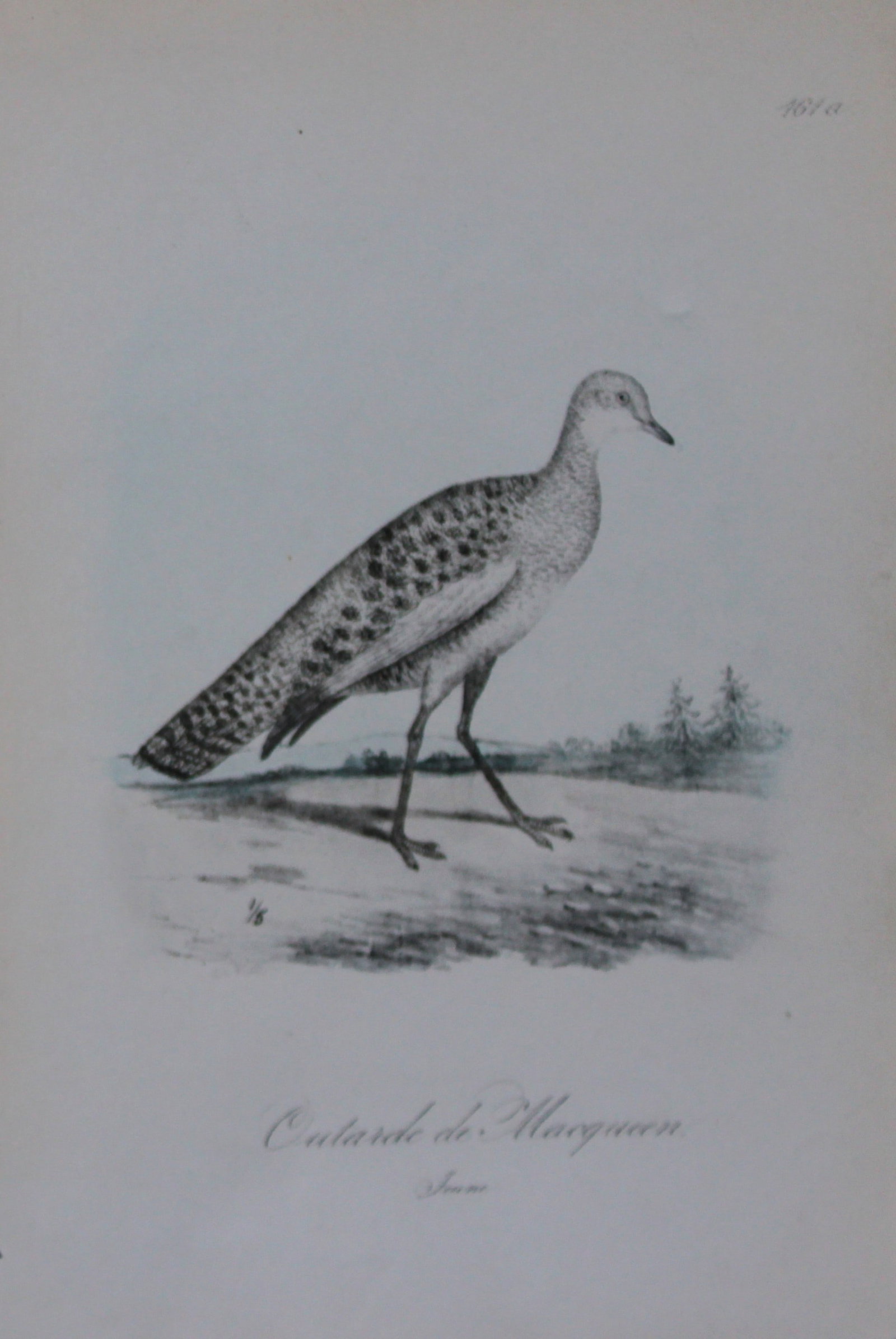 Charles Dubois - Rare lithograph of MacQueen's Bustard, female 1854-60 (1 of 1)