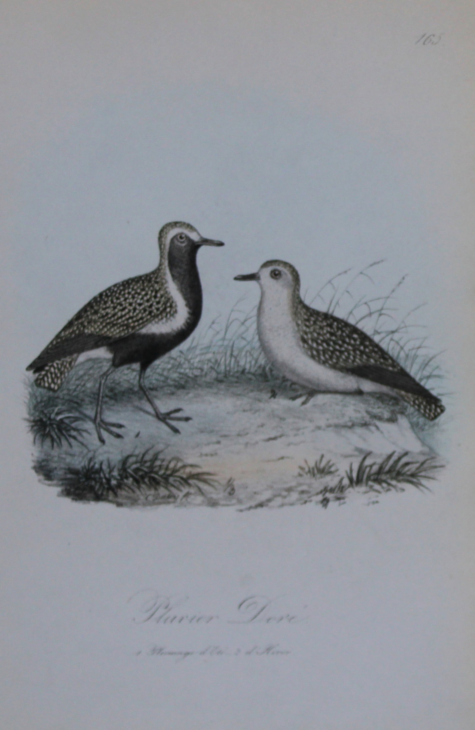 Charles Dubois - Rare lithograph of Golden Plover 1854-60: This lithograph is from Les Oiseaux de la Belgique et leurs ?ufs (The birds of Belgium and their eggs) by Charles F Dubois. Published by C Muquardt, Bruxelles 1854-60. Charles Dubois was a Belgian nat