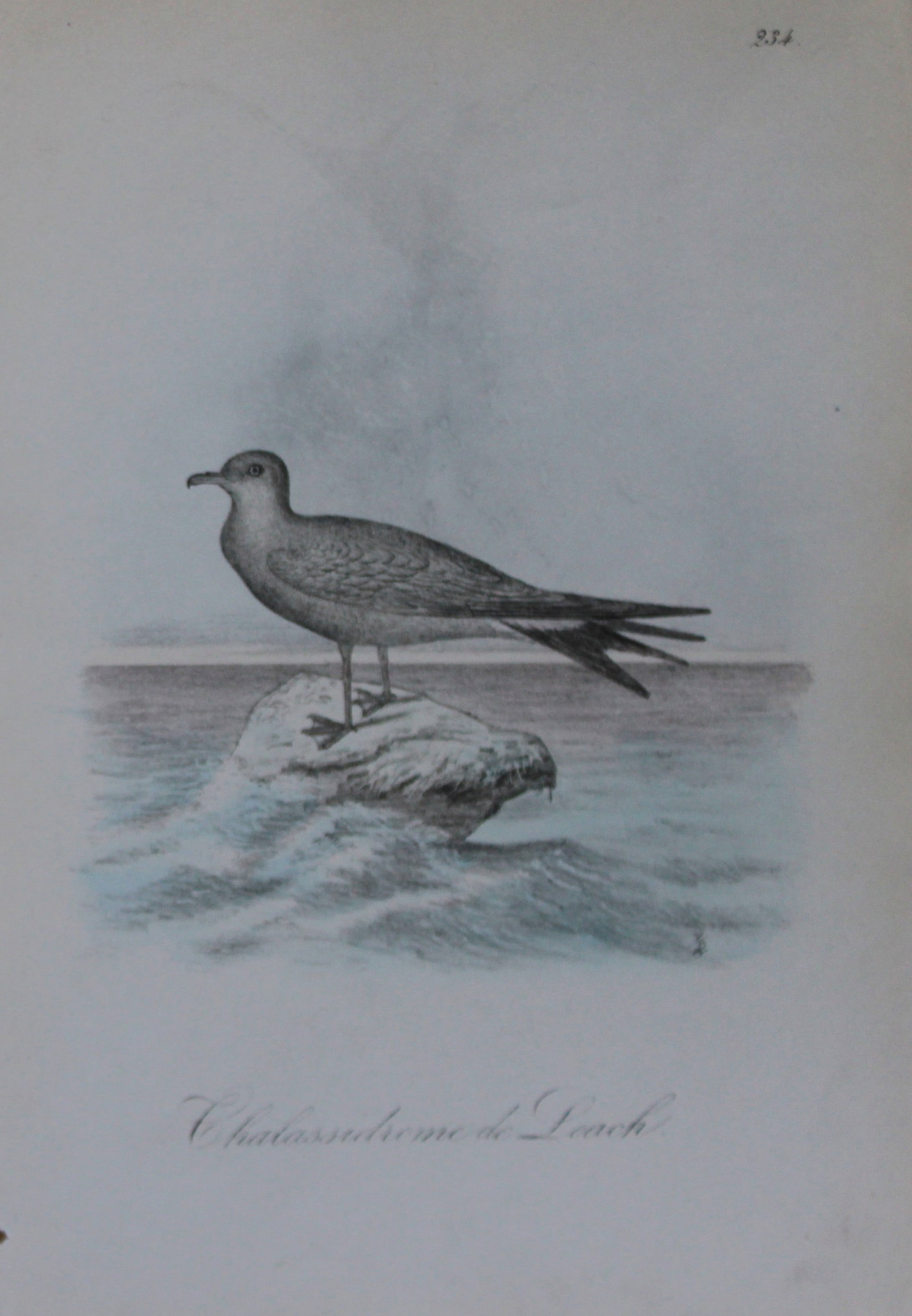 Charles Dubois - Rare lithograph of Leach's Storm-Petrel 1854-60 (1 of 1)