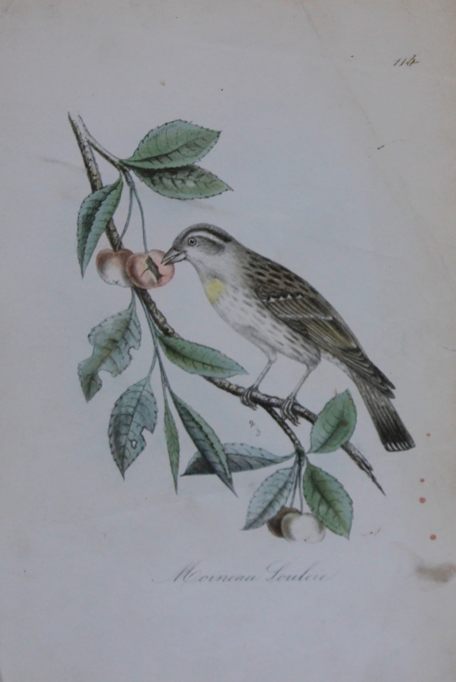 Charles Dubois - Rare lithograph of Rock Sparrow 1854-60: This lithograph is from Les Oiseaux de la Belgique et leurs ?ufs (The birds of Belgium and their eggs) by Charles F Dubois. Published by C Muquardt, Bruxelles 1854-60. Charles Dubois was a Belgian nat