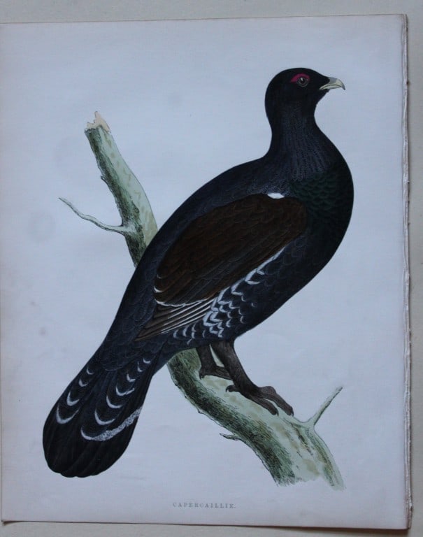 Beverley Morris - Lithograph of Capercaillie 1855: This beautiful hand coloured lithograph is by Beverley Morris from British Game Birds and Wildfowl. Published by Groombridge and Sons, London 1855. Lithographed by Benjamin Fawcett. Size: 12in x 9.25i