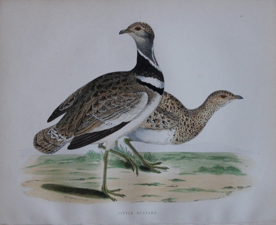 Beverley Morris - Lithograph of Little Bustard 1855: This beautiful hand coloured lithograph is by Beverley Morris from British Game Birds and Wildfowl. Published by Groombridge and Sons, London 1855. Lithographed by Benjamin Fawcett. Size: 12in x 9.25i