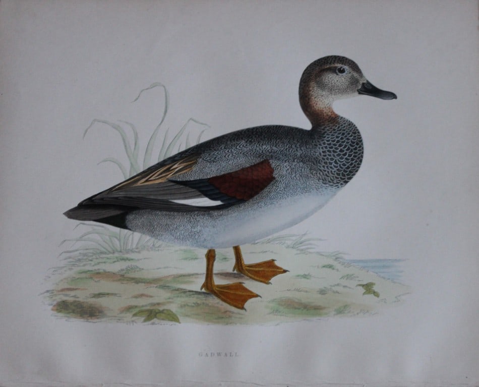 Beverley Morris - Lithograph of Gadwall Duck 1855: This beautiful hand coloured lithograph is by Beverley Morris from British Game Birds and Wildfowl. Published by Groombridge and Sons, London 1855. Lithographed by Benjamin Fawcett. Size: 12in x 9.25i