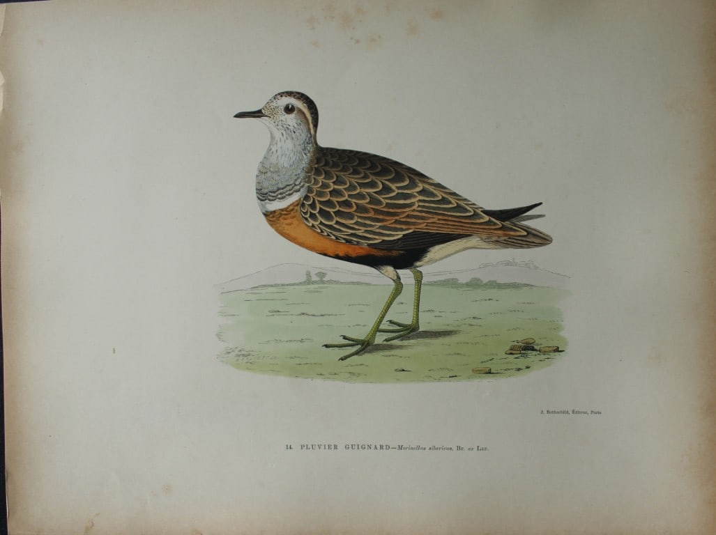 Beverley Morris - Lithograph of Pluvier Guignard (Great Plover) 1876: This beautiful hand coloured lithograph is from Les Oiseaux Gibier (Game Birds) by Henri de la Blanchere. Edited by J Rothschild, Paris 1876. Originally drawn by Beverley Morris for British Game Birds