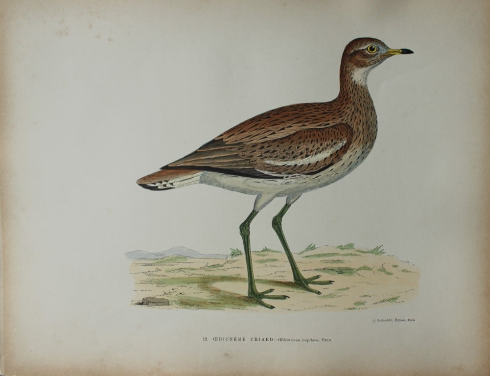 Beverley Morris - Lithograph of Oedicneme Criard (Stone Plover) 1876: This beautiful hand coloured lithograph is from Les Oiseaux Gibier (Game Birds) by Henri de la Blanchere. Edited by J Rothschild, Paris 1876. Originally drawn by Beverley Morris for British Game Birds