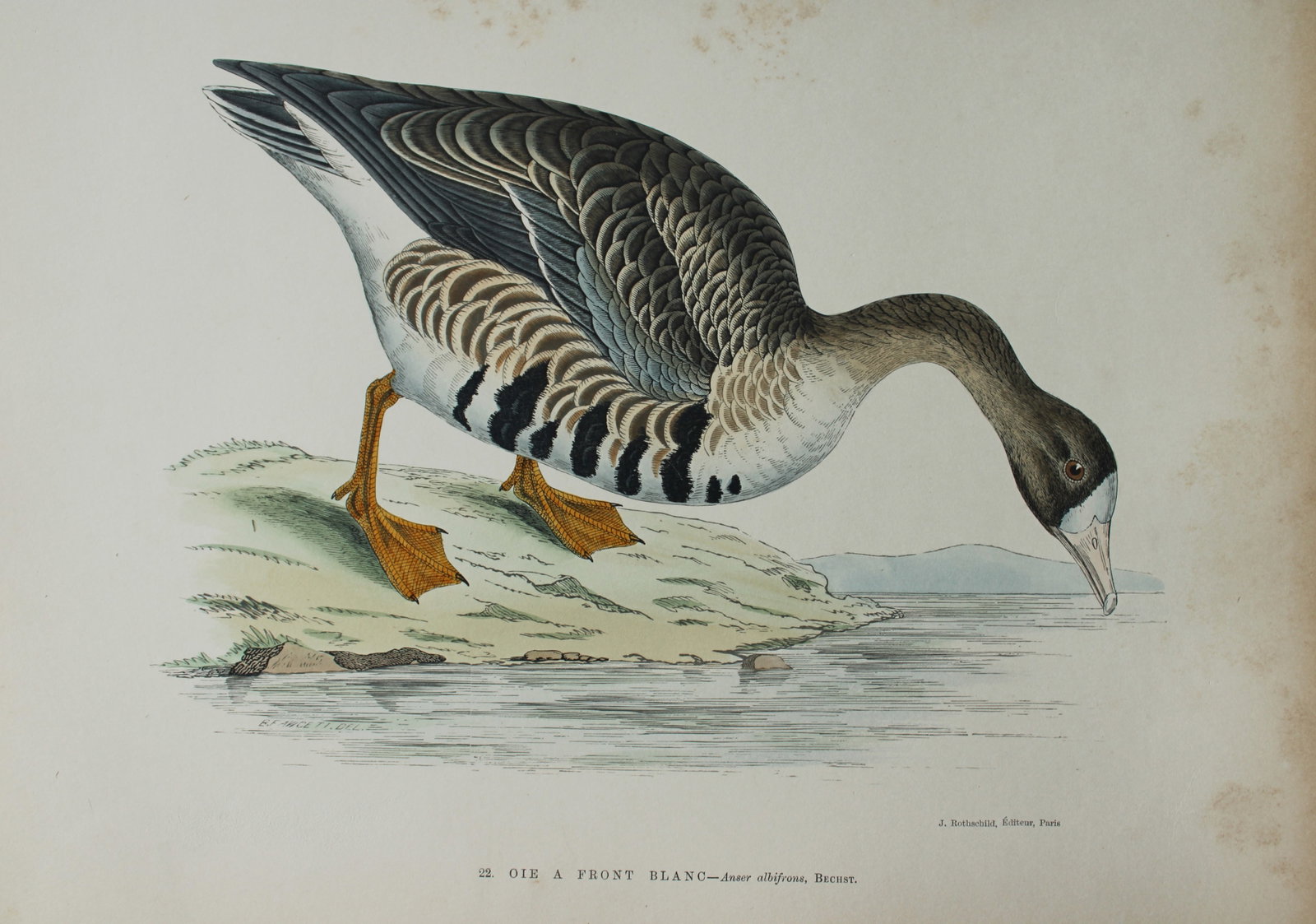 Beverley Morris - Lithograph of Oie a Front Blanc (White-fronted Goose) 1876 (1 of 1)