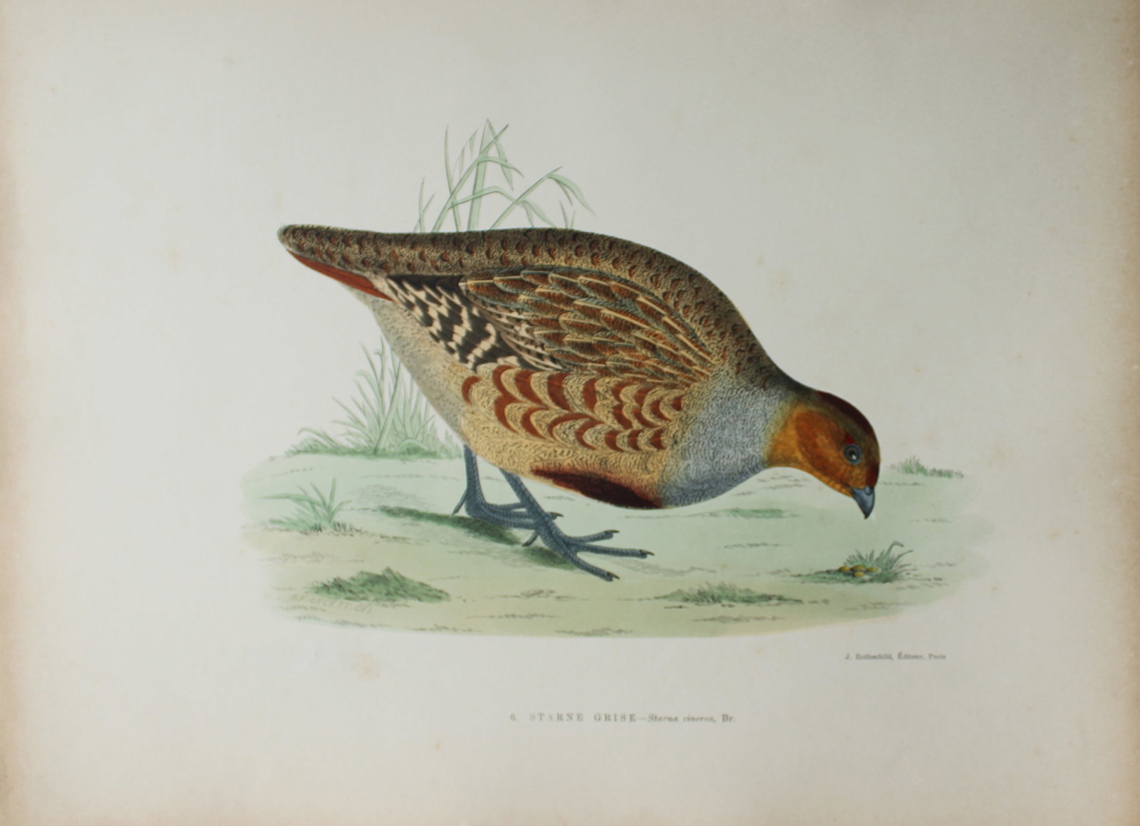 Beverley Morris - Lithograph of Starne Grise (Partridge) 1876 (1 of 1)