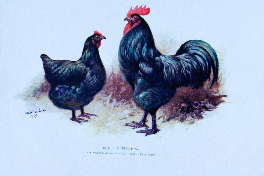 Harrison Weir - Black Orpingtons 1902: This coloured photogravure plate was drawn by Harrison Weir and is from Our Poultry And All About Them, published by Hutchinson & Co, London 1902.Harrison Weir was a natural history artist, poultry br