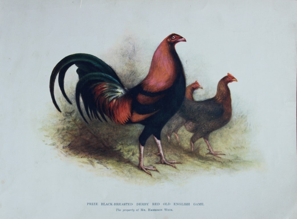 Harrison Weir - Black-breasted Derby Red Old English Game 1902: This coloured photogravure plate was drawn by Harrison Weir and is from Our Poultry And All About Them, published by Hutchinson & Co, London 1902.Harrison Weir was a natural history artist, poultry br