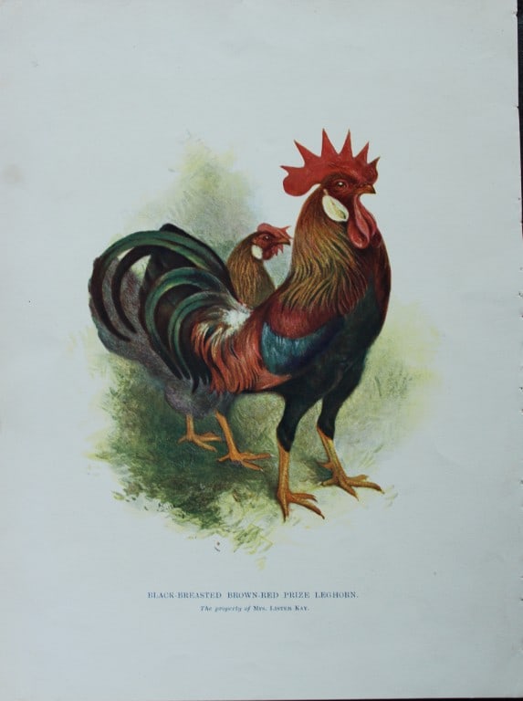 Harrison Weir - Black-breasted Brown Red Prize Leghorn 1902: This coloured photogravure plate was drawn by Harrison Weir and is from Our Poultry And All About Them, published by Hutchinson & Co, London 1902.Harrison Weir was a natural history artist, poultry br