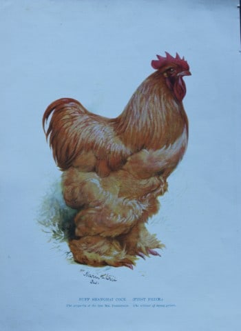 Harrison Weir - Buff Shanghai Cock 1902: This coloured photogravure plate was drawn by Harrison Weir and is from Our Poultry And All About Them, published by Hutchinson & Co, London 1902.Harrison Weir was a natural history artist, poultry br