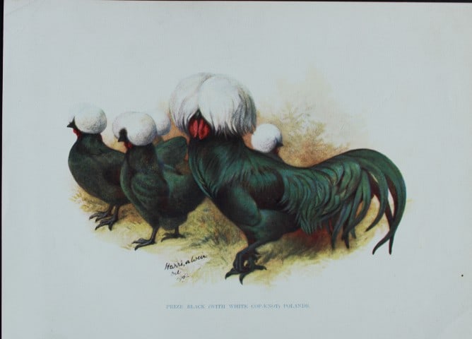Harrison Weir - Black Polish 1902: This coloured photogravure plate was drawn by Harrison Weir and is from Our Poultry And All About Them, published by Hutchinson & Co, London 1902.Harrison Weir was a natural history artist, poultry br