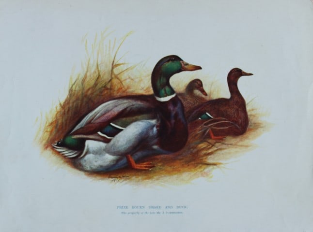 Harrison Weir - Rouen Drake and Duck 1902 (1 of 1)