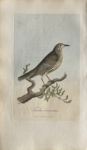 George Graves - Rare engraving of the Missel Thrush 1811: This rare hand-coloured copper plate engraving is from British Ornithology: being the History with a coloured representation of every known species of birds by George Graves. Published by Stephen Couc