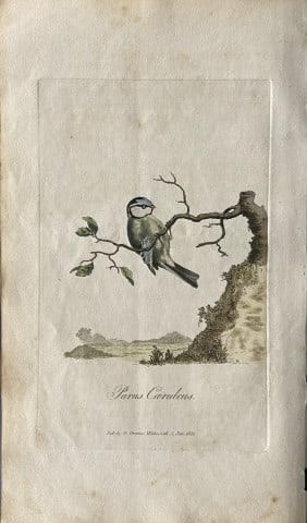 George Graves - Rare engraving of the Blue Titmouse 1811: This rare hand-coloured copper plate engraving is from British Ornithology: being the History with a coloured representation of every known species of birds by George Graves. Published by Stephen Couc