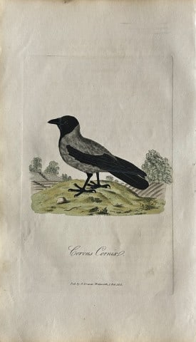 George Graves - Rare engraving of the Hooded Crow 1811: This rare hand-coloured copper plate engraving is from British Ornithology: being the History with a coloured representation of every known species of birds by George Graves. Published by Stephen Couc