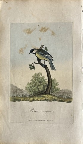 George Graves - Rare engraving of the Great Titmouse 1811: This rare hand-coloured copper plate engraving is from British Ornithology: being the History with a coloured representation of every known species of birds by George Graves. Published by Stephen Couc