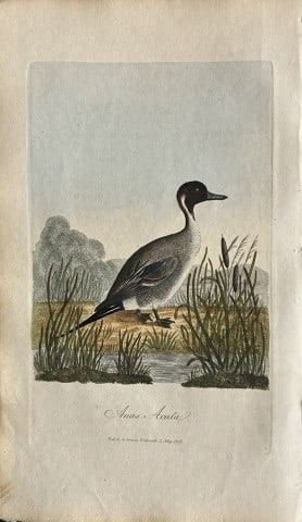 George Graves - Rare engraving of the Pintail Duck 1811: This rare hand-coloured copper plate engraving is from British Ornithology: being the History with a coloured representation of every known species of birds by George Graves. Published by Stephen Couc
