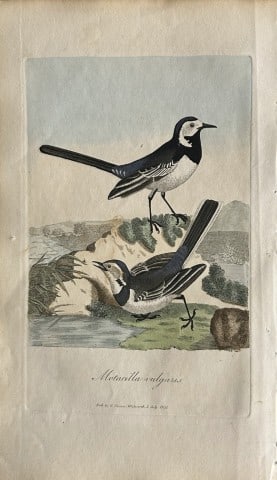 George Graves - Rare engraving of the Common Wagtail 1811: This rare hand-coloured copper plate engraving is from British Ornithology: being the History with a coloured representation of every known species of birds by George Graves. Published by Stephen Couc
