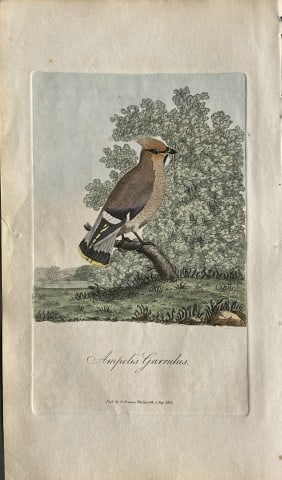 George Graves - Rare engraving of the Bohemian Chatterer 1811: This rare hand-coloured copper plate engraving is from British Ornithology: being the History with a coloured representation of every known species of birds by George Graves. Published by Stephen Couc