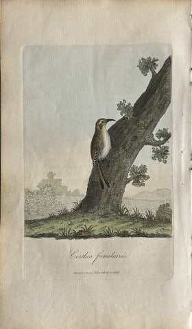 George Graves - Rare engraving of the Common Creeper 1811: This rare hand-coloured copper plate engraving is from British Ornithology: being the History with a coloured representation of every known species of birds by George Graves. Published by Stephen Couc
