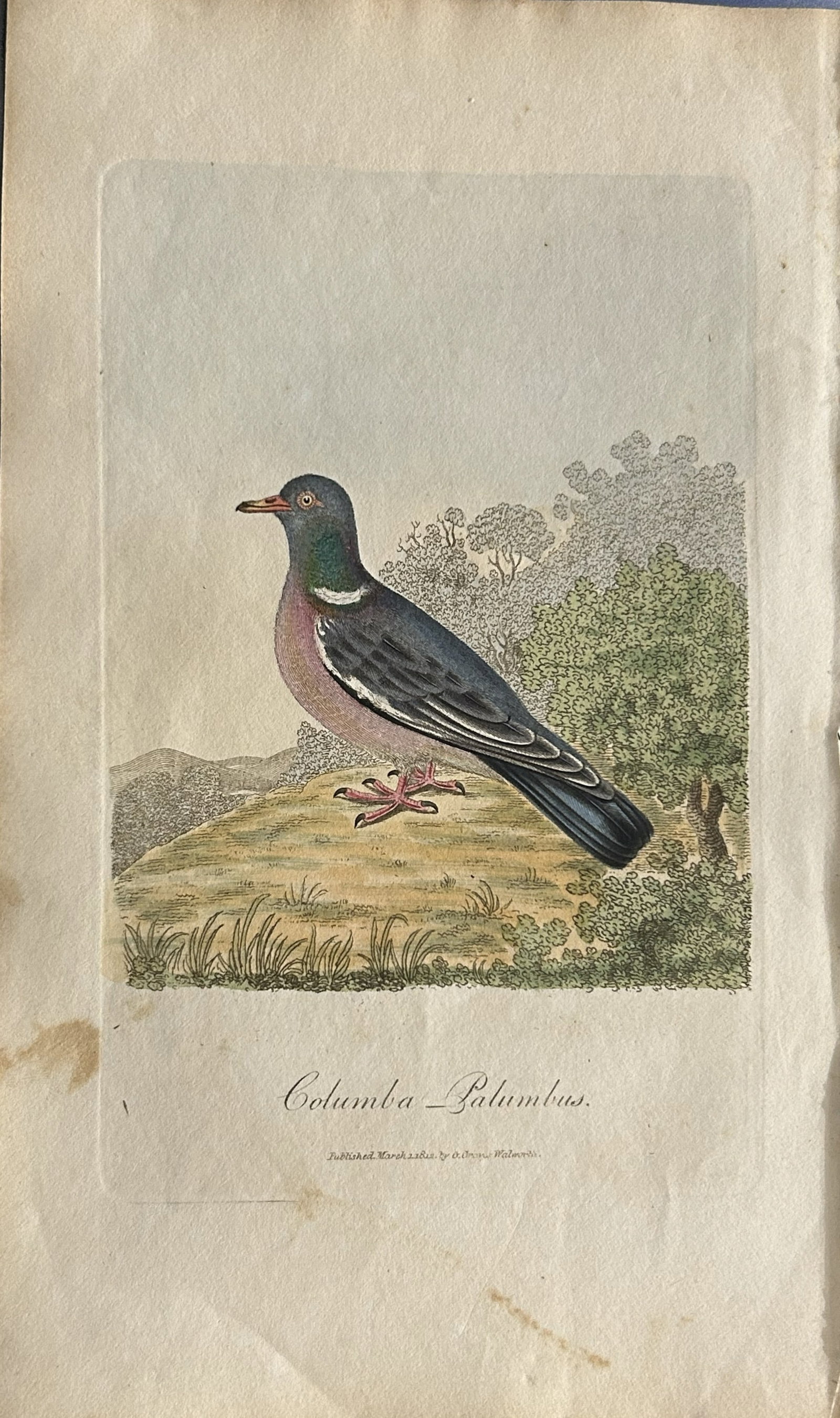 George Graves - Rare engraving of the Ring Dove 1811: This rare hand-coloured copper plate engraving is from British Ornithology: being the History with a coloured representation of every known species of birds by George Graves. Published by Stephen Couc