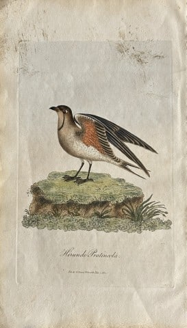 George Graves - Rare engraving of the Austrian Pratincole 1811: This rare hand-coloured copper plate engraving is from British Ornithology: being the History with a coloured representation of every known species of birds by George Graves. Published by Stephen Couc