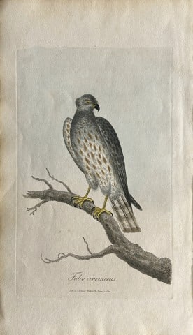 George Graves - Rare engraving of the Ash-coloured Falcon 1811: This rare hand-coloured copper plate engraving is from British Ornithology: being the History with a coloured representation of every known species of birds by George Graves. Published by Stephen Couc