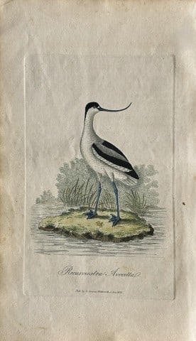 George Graves - Rare engraving of the Avocet 1811: This rare hand-coloured copper plate engraving is from British Ornithology: being the History with a coloured representation of every known species of birds by George Graves. Published by Stephen Couc