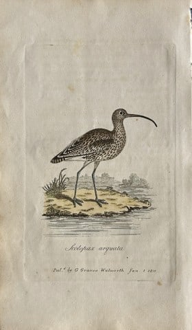 George Graves - Rare engraving of the Common Curlew 1811: This rare hand-coloured copper plate engraving is from British Ornithology: being the History with a coloured representation of every known species of birds by George Graves. Published by Stephen Couc