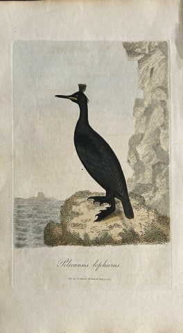 George Graves - Rare engraving of the Tufted Shag 1811: This rare hand-coloured copper plate engraving is from British Ornithology: being the History with a coloured representation of every known species of birds by George Graves. Published by Stephen Couc