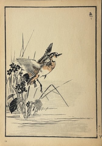 Kono Bairei - 2 Japanese woodblock prints of birds and flowers 1952 (1 of 2)