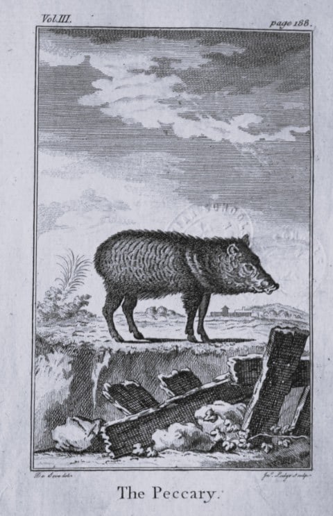 Buffon - The Peccary drawn by De Seve 1812 (1 of 1)