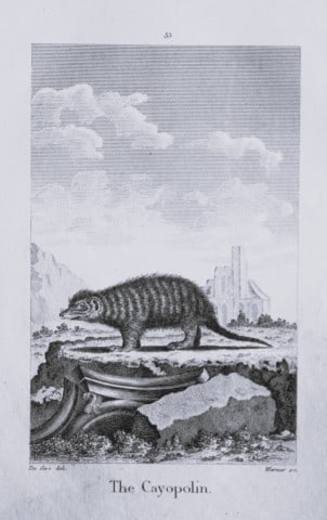 Buffon - The Cayopolin drawn by De Seve 1812 (1 of 1)