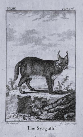 Buffon - The Syagush drawn by De Seve 1812 (1 of 1)