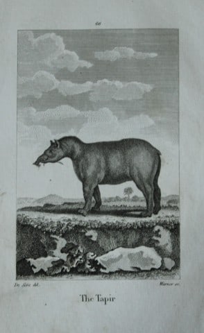 Buffon - Tapir drawn by De Seve 1812 (1 of 1)