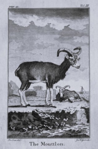 Buffon - The Mouttlon drawn by De Seve 1812 (1 of 1)