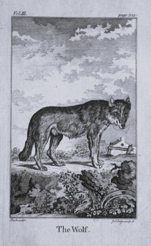 Buffon - The Wolf drawn by De Seve 1812 (1 of 1)
