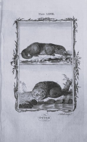 Buffon - Otters engraving by A Bell 1785: This copperplate engraving was drawn by A Bell and printed on laid paper. The engraving is from a disbound copy of The Natural History, General and Particular by Count de Buffon translated by William 