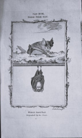 Buffon - The Horse Shoe Bat engraving by A Bell 1785: This copperplate engraving was drawn by A Bell and printed on laid paper. The engraving is from a disbound copy of The Natural History, General and Particular by Count de Buffon translated by William 
