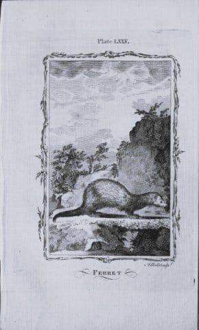 Buffon - Ferret engraving by A Bell 1785: This copperplate engraving was drawn by A Bell and printed on laid paper. The engravings are from a disbound copy of The Natural History, General and Particular by Count de Buffon translated by Willia