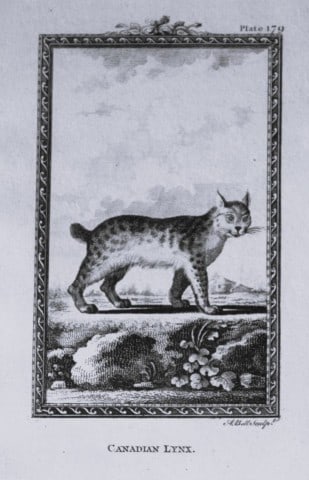 Buffon - The Canadian Lynx engraving by A Bell 1785: This copperplate engraving was drawn by A Bell and printed on laid paper. The engraving is from a disbound copy of The Natural History, General and Particular by Count de Buffon translated by William 