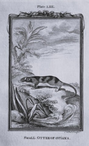 Buffon - Small Otter of Guiana engraving by A Bell 1785: This copperplate engraving was drawn by A Bell and printed on laid paper. The engraving is from a disbound copy of The Natural History, General and Particular by Count de Buffon translated by William 