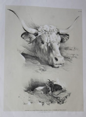 Thomas Sidney Cooper - Lithograph of cattle 1837: This sepia lithograph is after a drawing by Thomas Sidney Cooper and is from Studies of Cattle, Drawn from Nature Part 5. The lithographer was A Ducote and published by S & J Fuller, London 1837. Size
