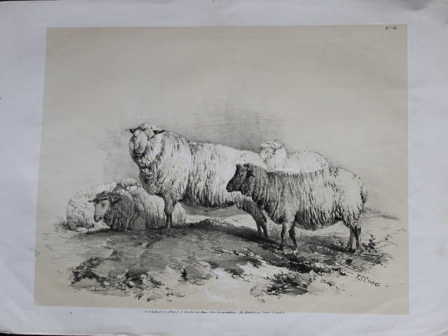 Thomas Sidney Cooper - Lithograph of sheep 1837: This sepia lithograph is after a drawing by Thomas Sidney Cooper and is from Studies of Cattle, Drawn from Nature Part 5. The lithographer was A Ducote and published by S & J Fuller, London 1837. Size