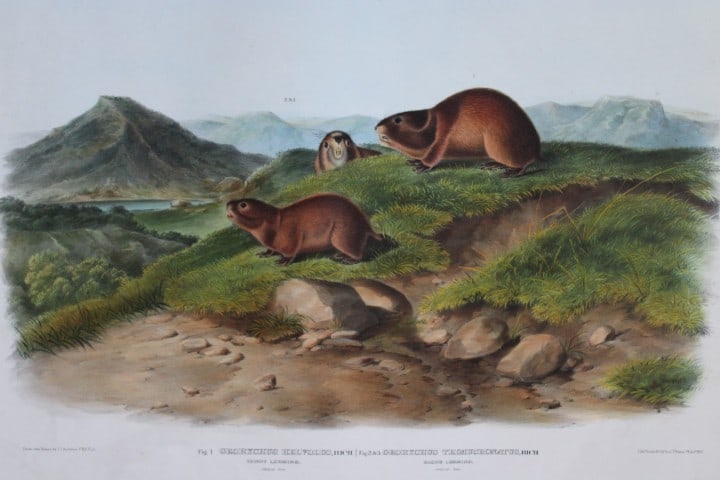 Audubon - Rare Imperial Folio of Tawny and Back's Lemmings 1846: This stunning lithograph of a life size Tawny Lemming (Georychus Helvolus) and a Back's Lemming (Georychus Trimucronatus), being Plate 120, is from Viviparous Quadrupeds of North America, the Imperial