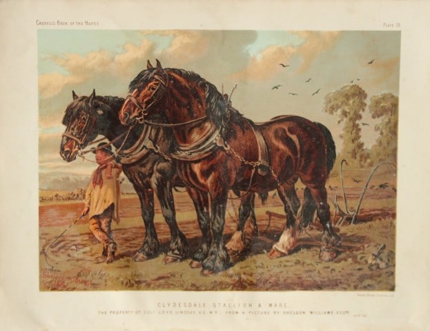 Cassell's Book of Horses - Clydesdale Stallion and Mare 1880: Chromolithograph from Cassell's Book of Horses. Published by Loyd Lindsay, 1880.Size approx. 10.5in x 8in (26.5cm x 20.5cm).