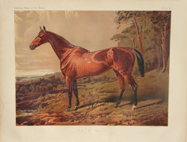 Cassell's Book of Horses - Fair Nell 1880 (1 of 1)