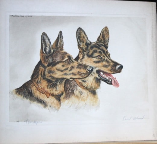 Paul Wood - Etching of German Shepherd dogs c1935 (1 of 1)